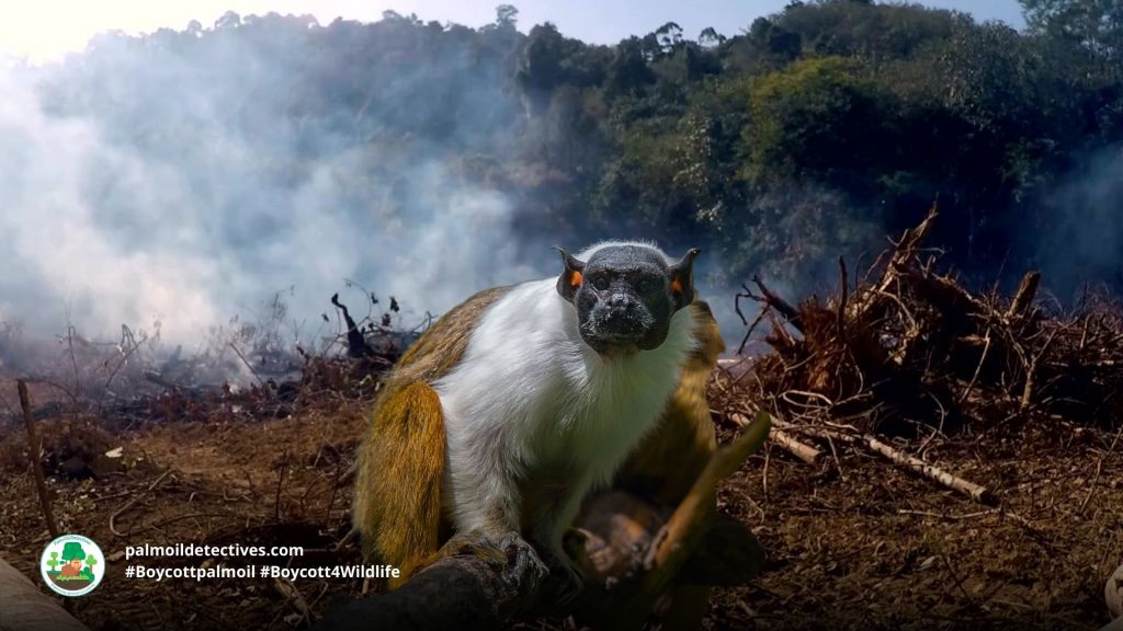Pied Tamarin Saguinus bicolor - South America