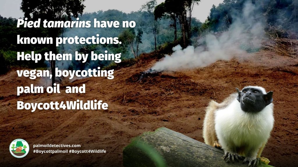 Pied Tamarin Saguinus bicolor - South America