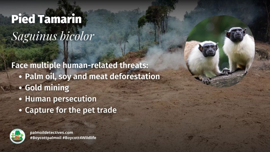 Pied Tamarin Saguinus bicolor - South America