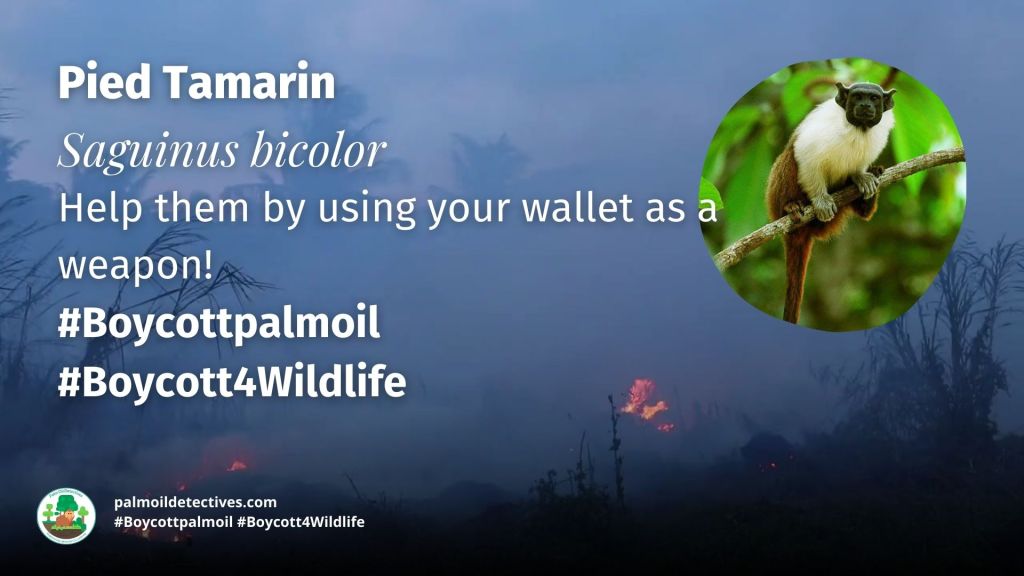 Pied Tamarin Saguinus bicolor - South America