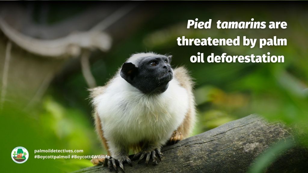 Pied Tamarin Saguinus bicolor - South America