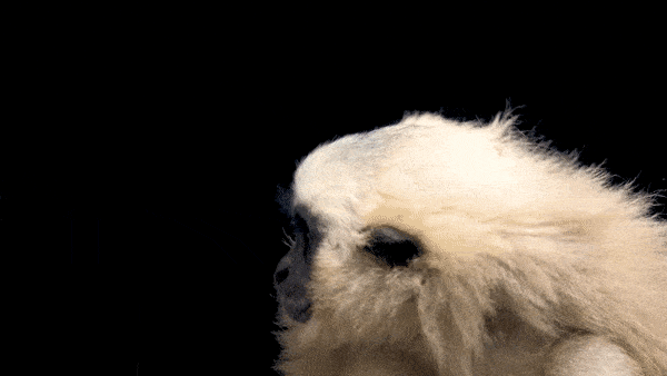 Pileated Gibbon Hylobates pileatus