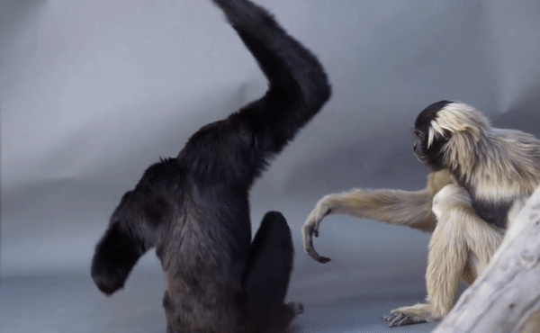 Pileated Gibbon Hylobates pileatus