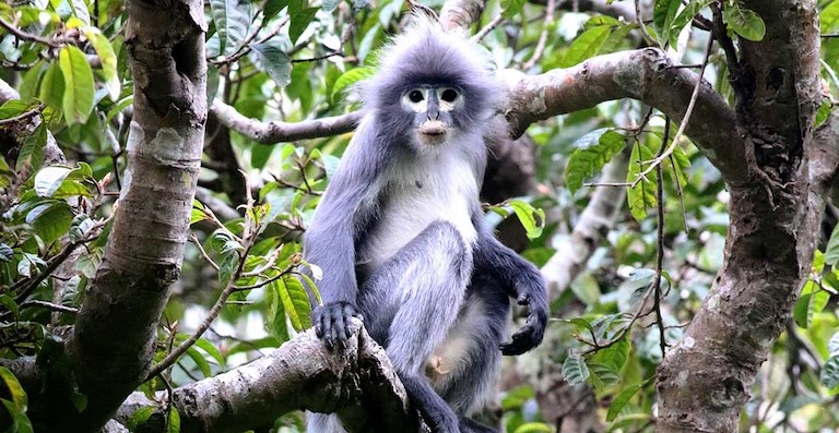 Popa langur Trachypithecus popa