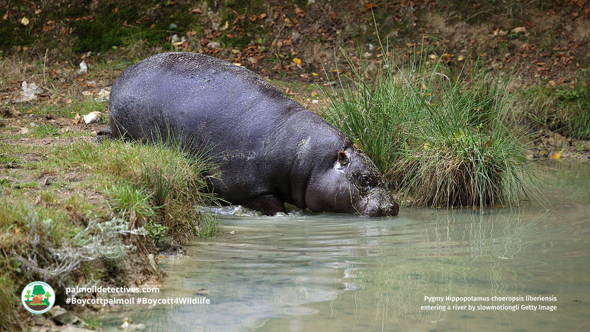Pygmy Hippopotamus choeropsis liberiensis entering a river by slowmotiongli Getty Images