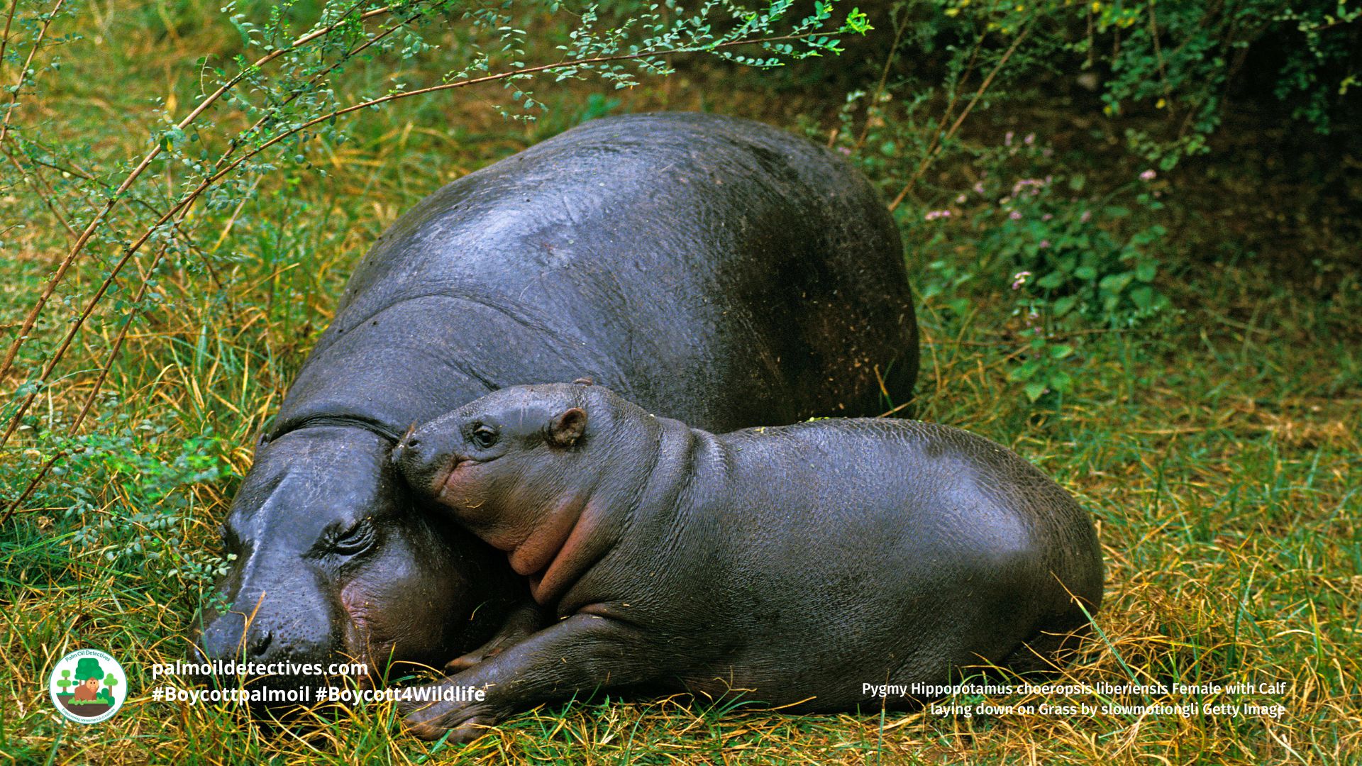Pygmy Hippopotamus choeropsis liberiensis Female with Calf laying down on Grass⁠ by slowmotiongli Getty Images