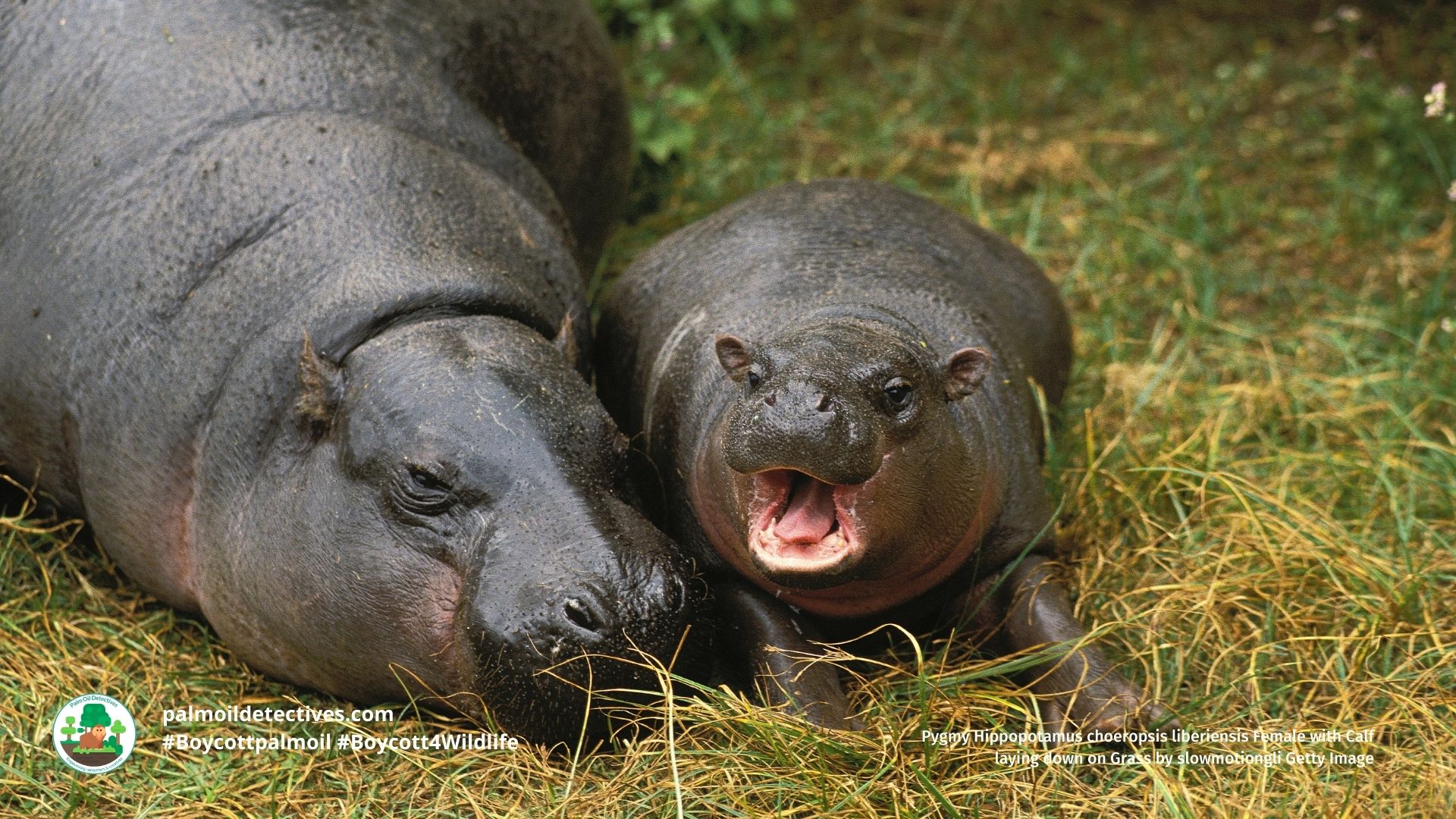 Pygmy Hippopotamus choeropsis liberiensis Female with Calf laying down on Grass⁠ by slowmotiongli Getty Images