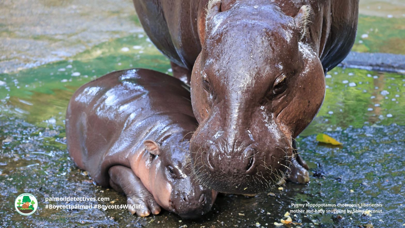 Pygmy Hippopotamus choeropsis liberiensis mother and baby snuggling by Shiny Coconut