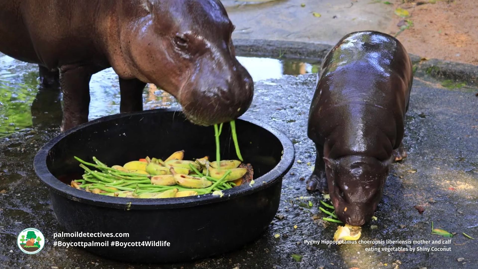 Pygmy Hippopotamus choeropsis liberiensis mother and calf eating vegetables by Shiny Coconut