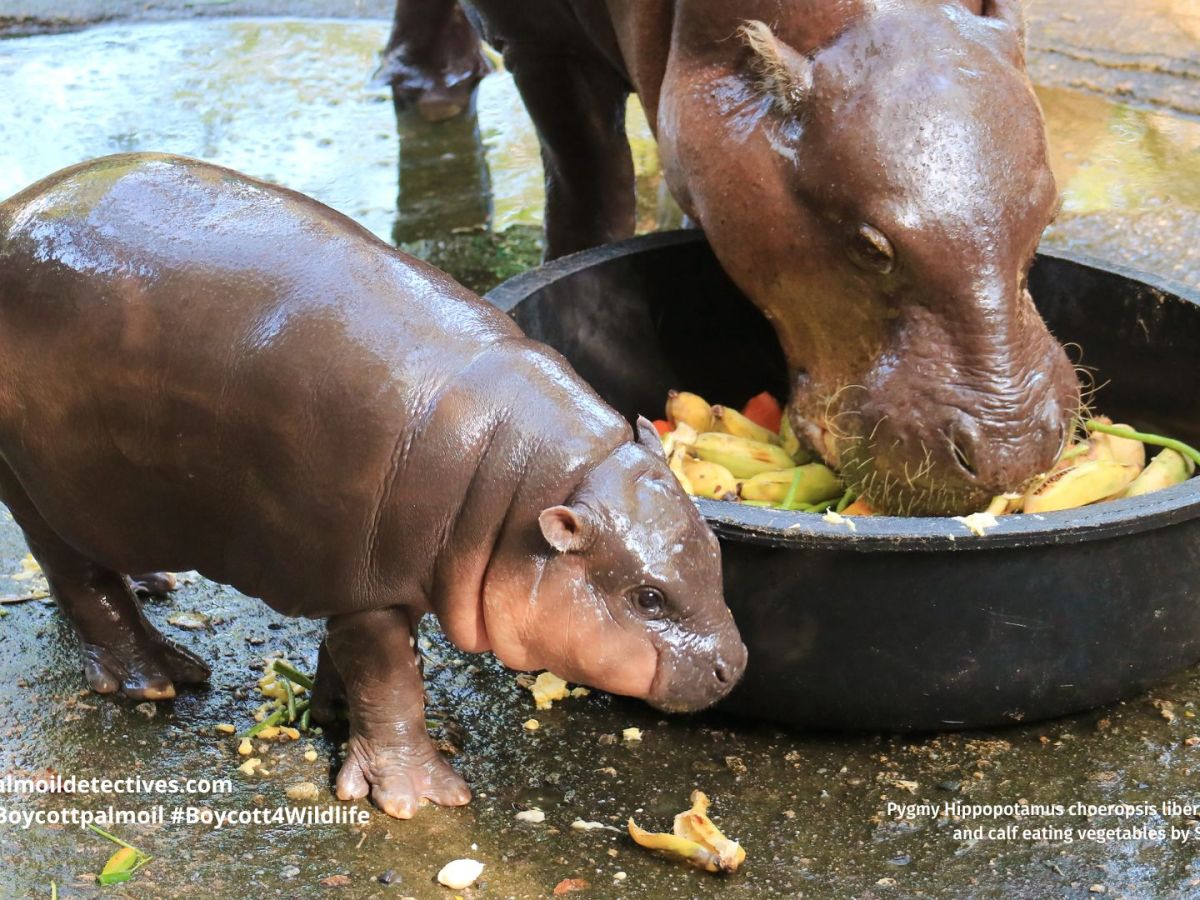 If You Love Moo Deng, Help to Save Her&nbsp;Home!