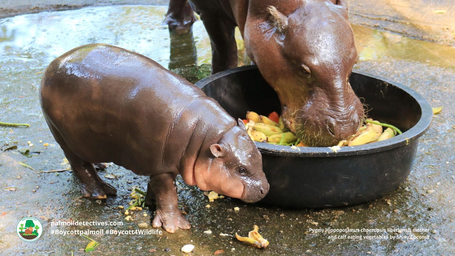 Pygmy Hippopotamus choeropsis liberiensis mother and calf eating vegetables by Shiny Coconut