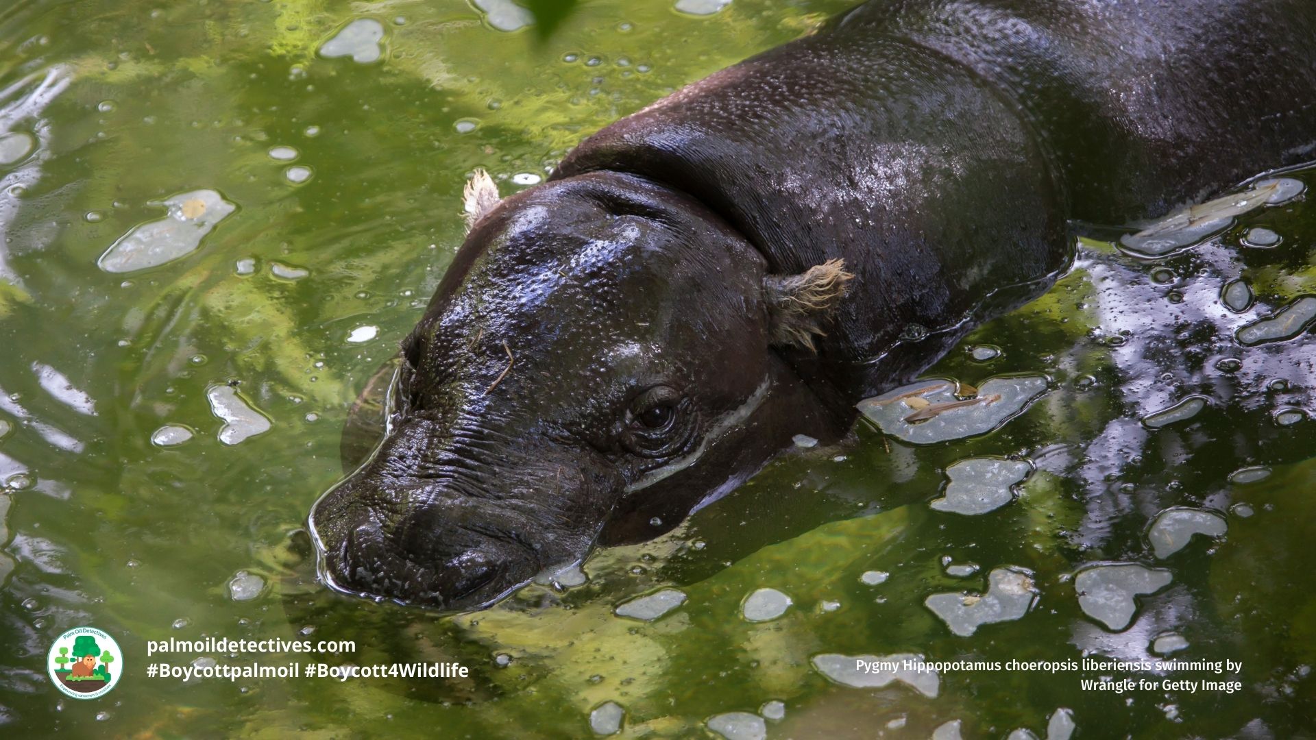 Pygmy Hippopotamus choeropsis liberiensis swimming by Wrangle for Getty Images