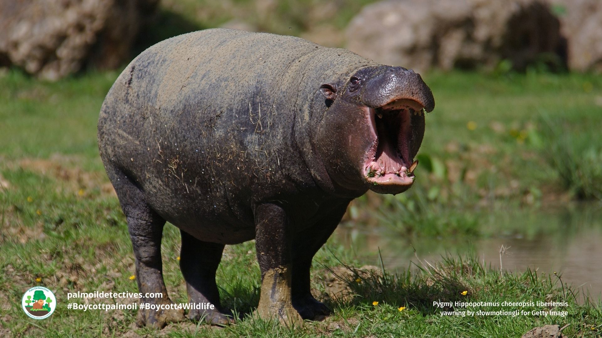 Pygmy Hippopotamus choeropsis liberiensis yawning by slowmotiongli for Getty Images
