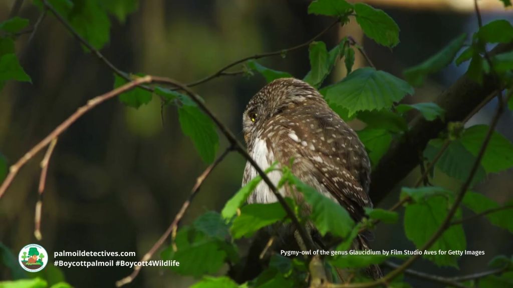 Pygmy-owl of the genus Glaucidium by Film Studio Aves for Getty Images