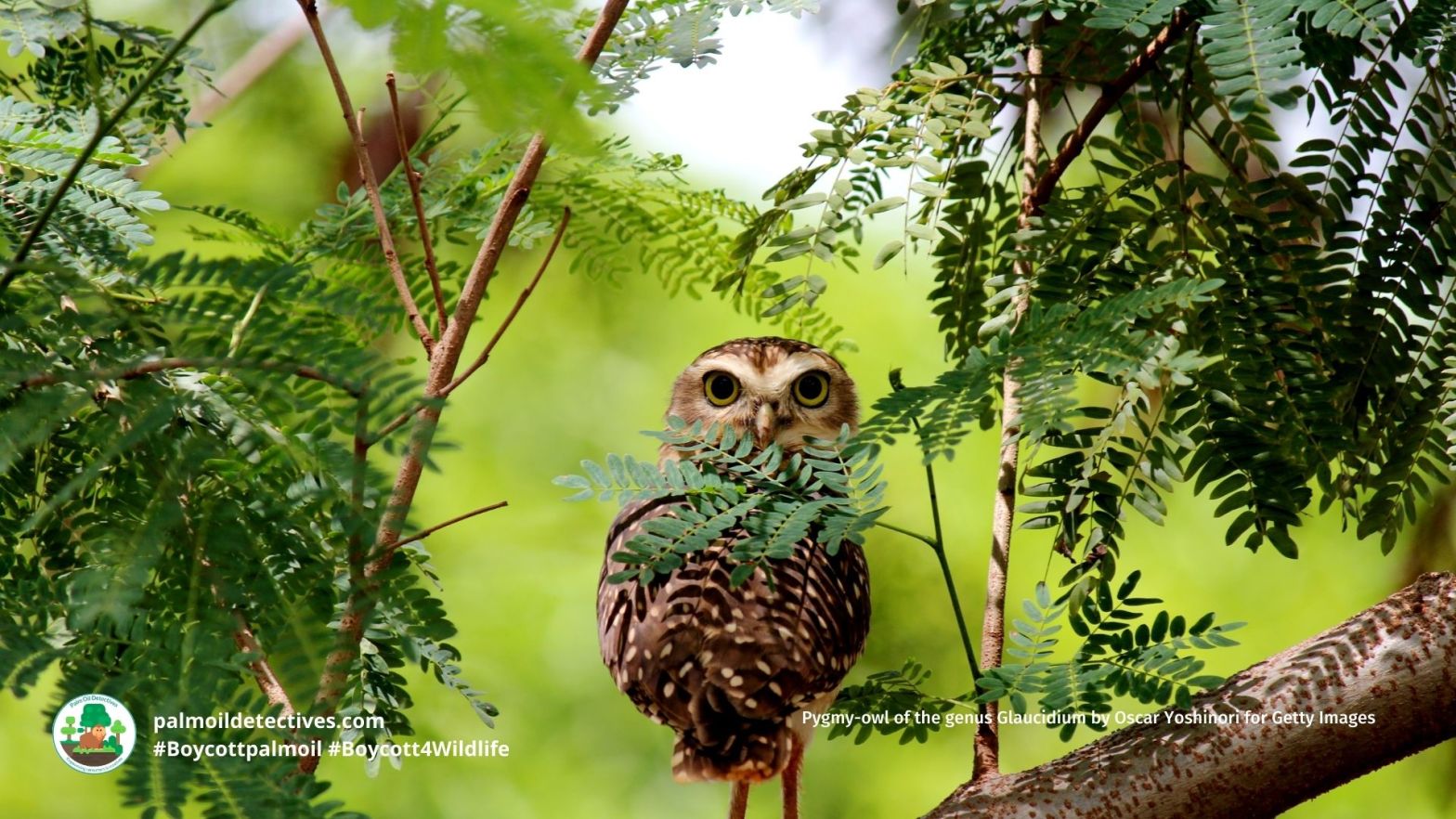 Pygmy-owl of the genus Glaucidium by Oscar Yoshinori for Getty Images