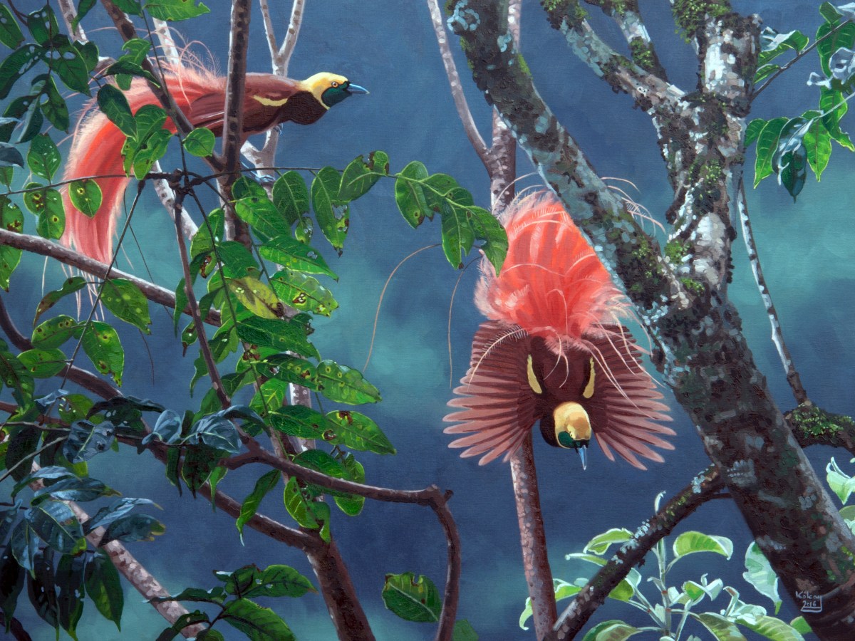 Creatives & Conservationists for Cool&nbsp;Creatures