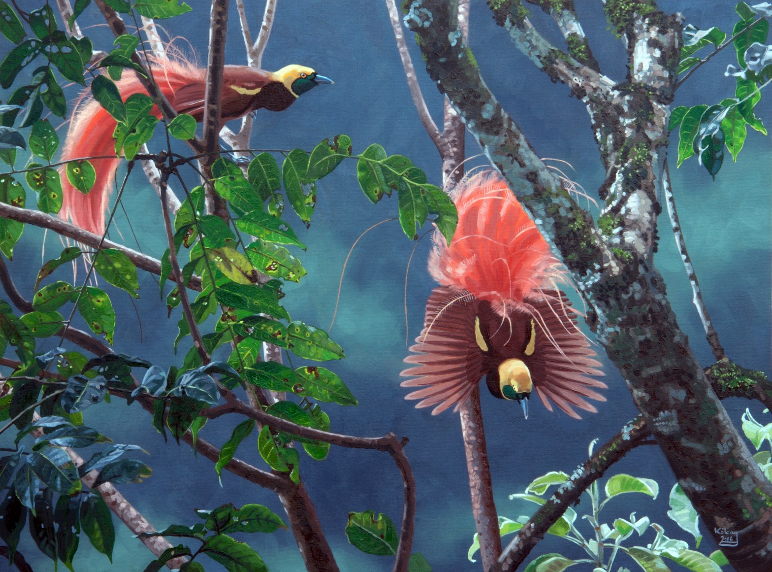 Raggiana Bird of Paradise