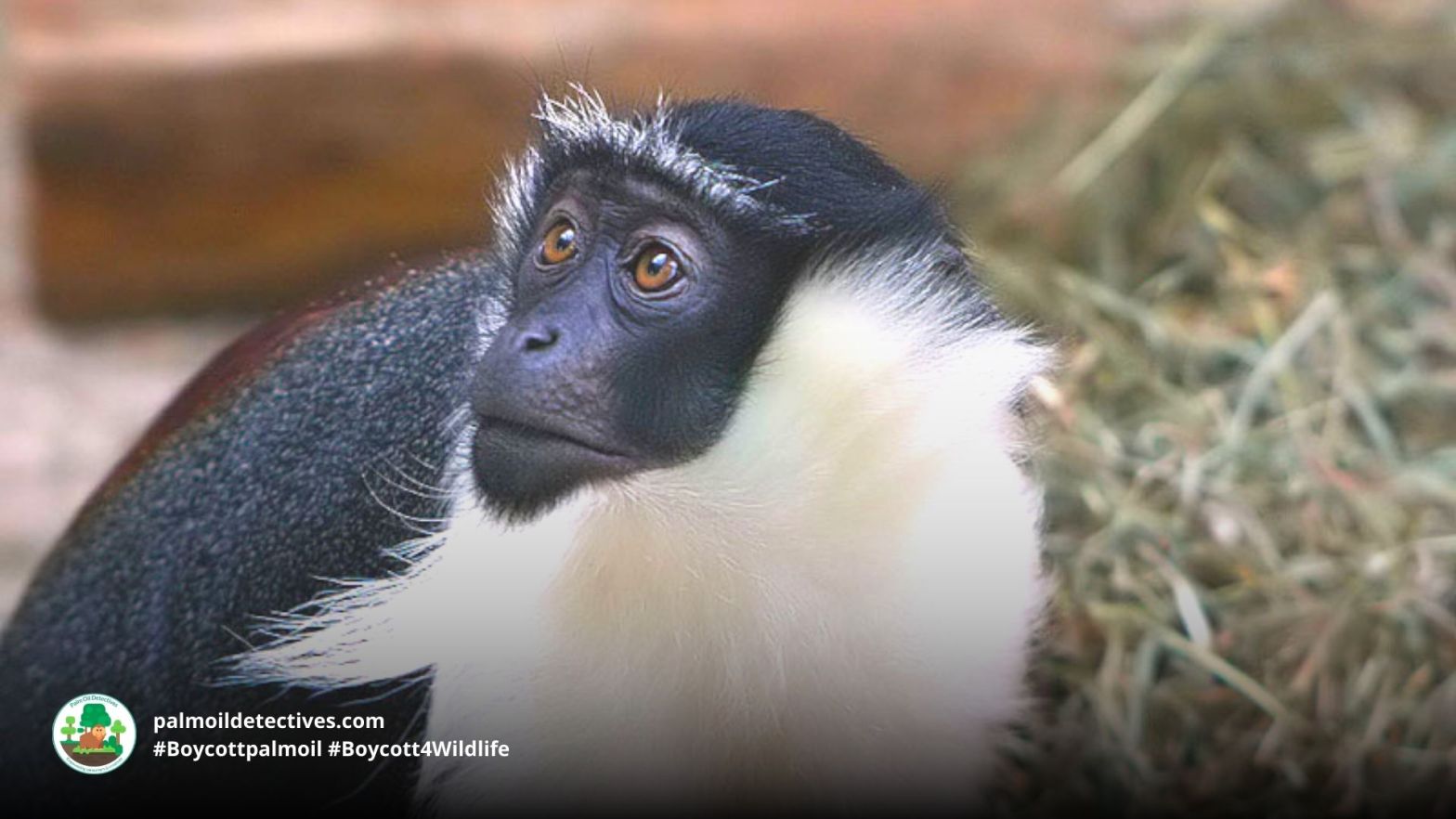 Roloway Monkey Cercopithecus roloway 1