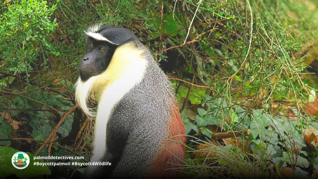 Roloway Monkey Cercopithecus roloway 2