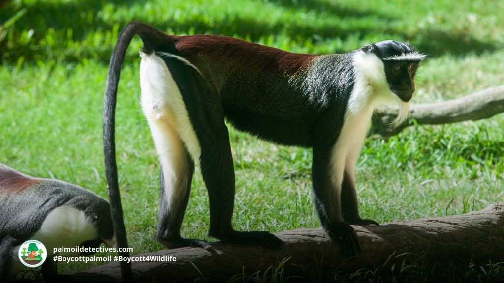 Roloway Monkey Cercopithecus roloway 3