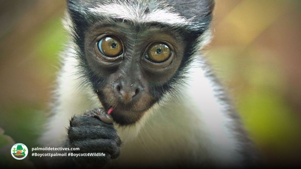 Roloway Monkey Cercopithecus roloway 4