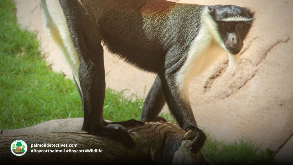 Roloway Monkey Cercopithecus roloway 5