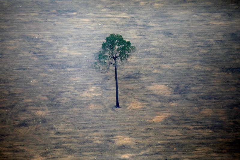 South America: Species Endangered by Palm Oil Deforestation