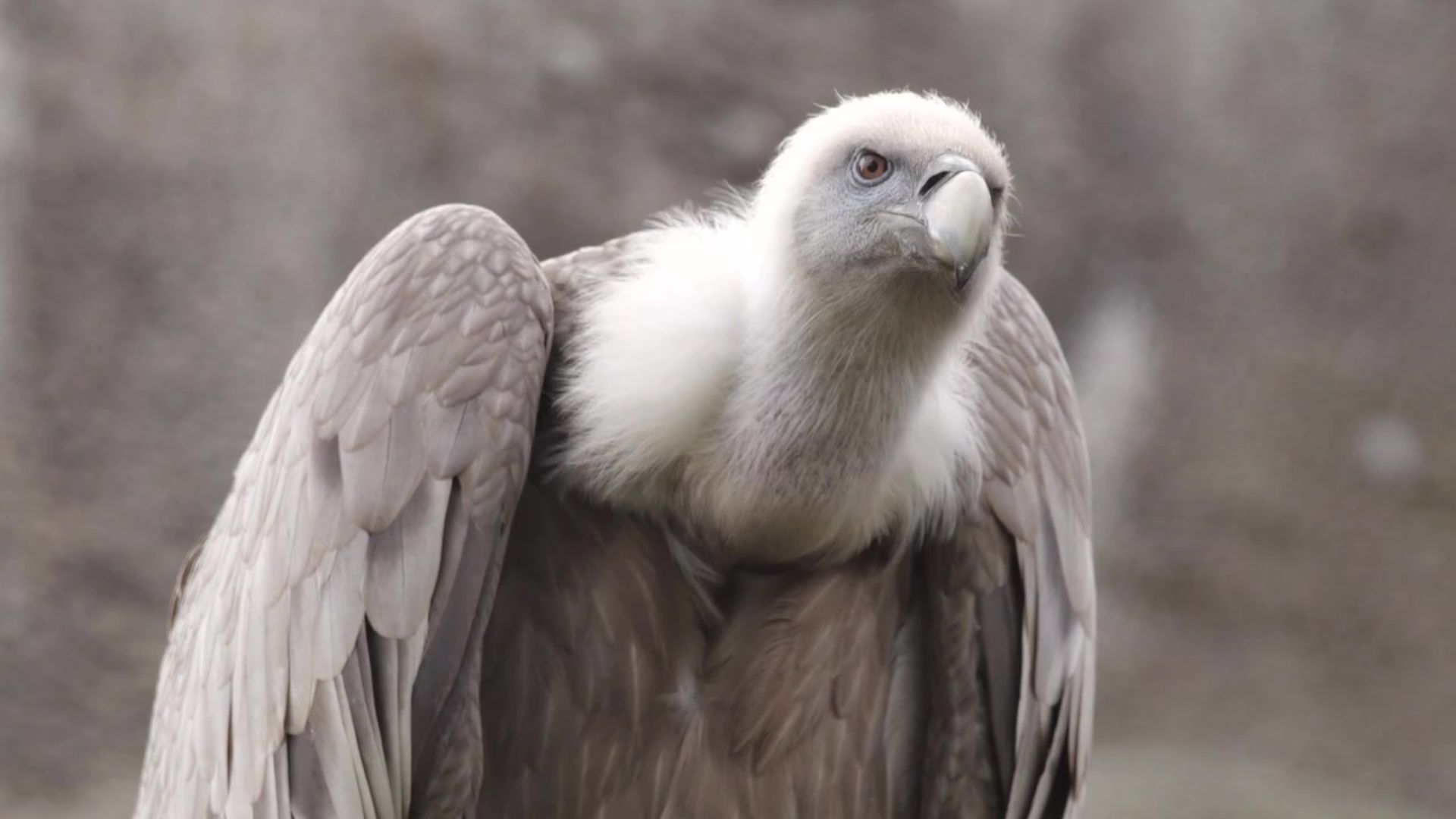 Rüppell’s Vulture Gyps rueppelli - Africa