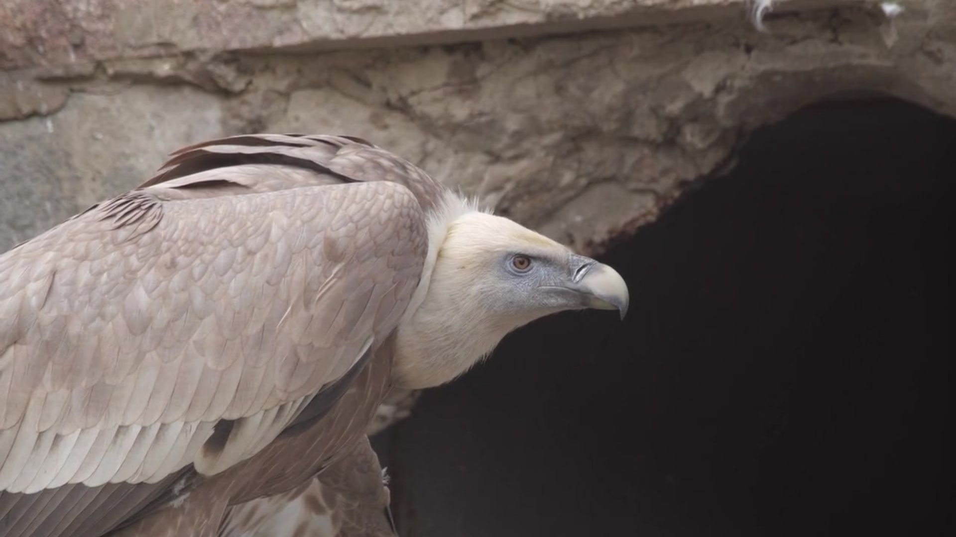 Rüppell’s Vulture Gyps rueppelli - Africa