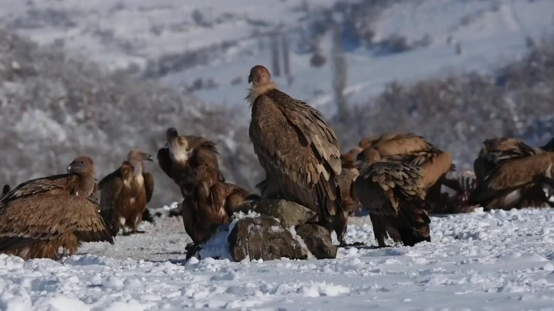 Rüppell’s Vulture Gyps rueppelli - Africa