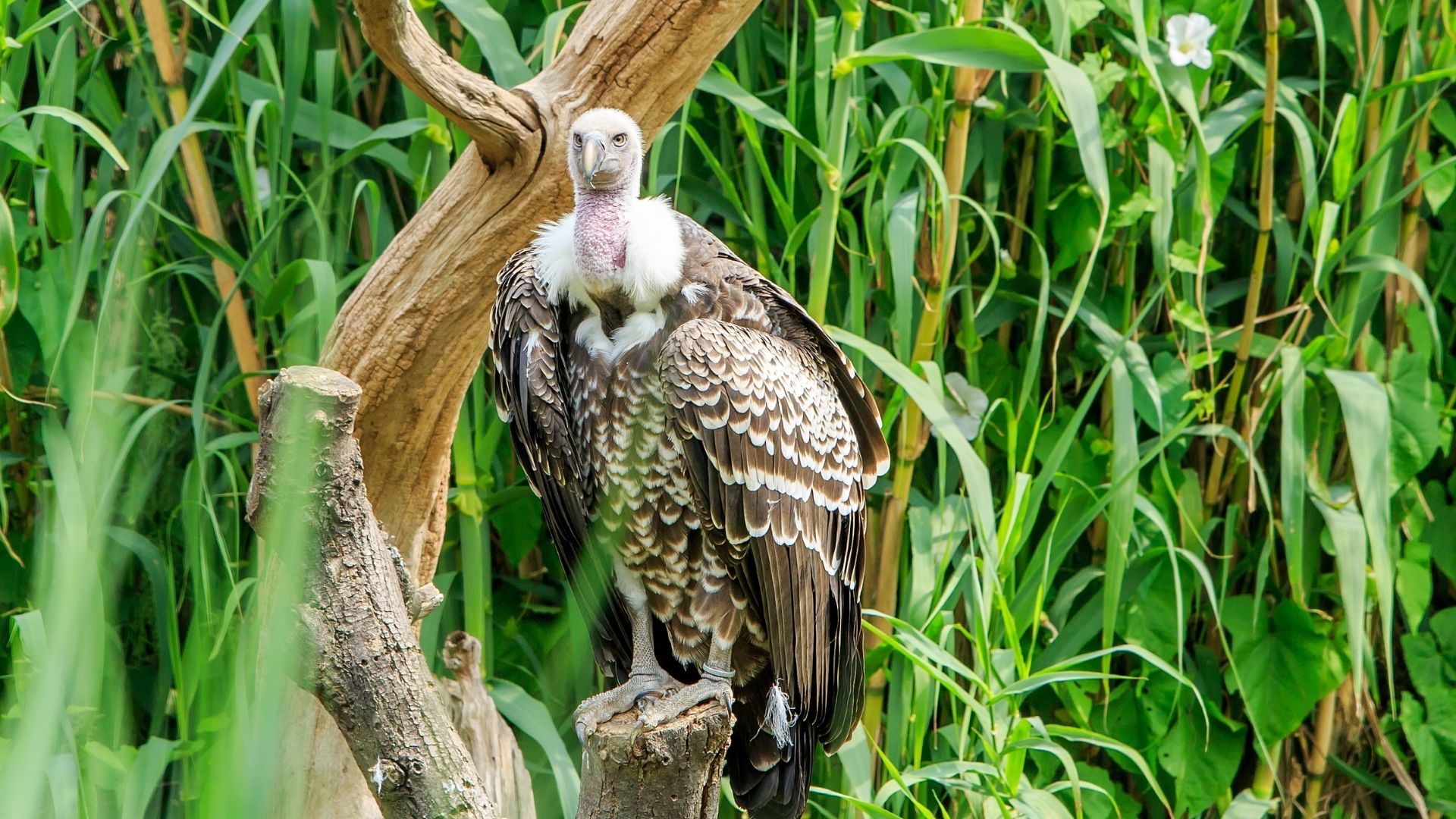 Rüppell’s Vulture Gyps rueppelli - Africa