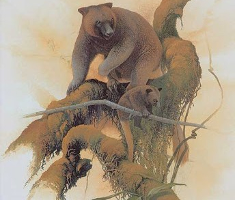 Seri’s Tree Kangaroo Dendrolagus stellarum