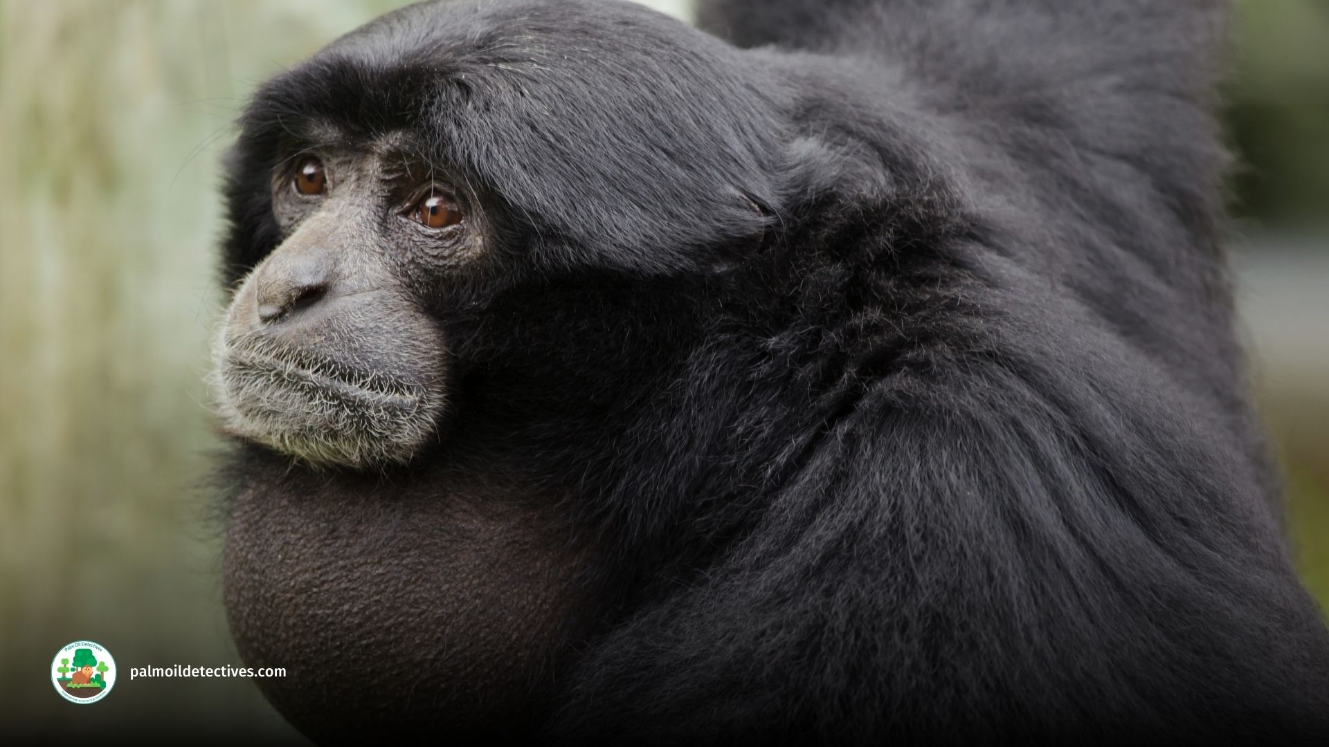 Siamang Symphalangus syndactylus - Asia 1