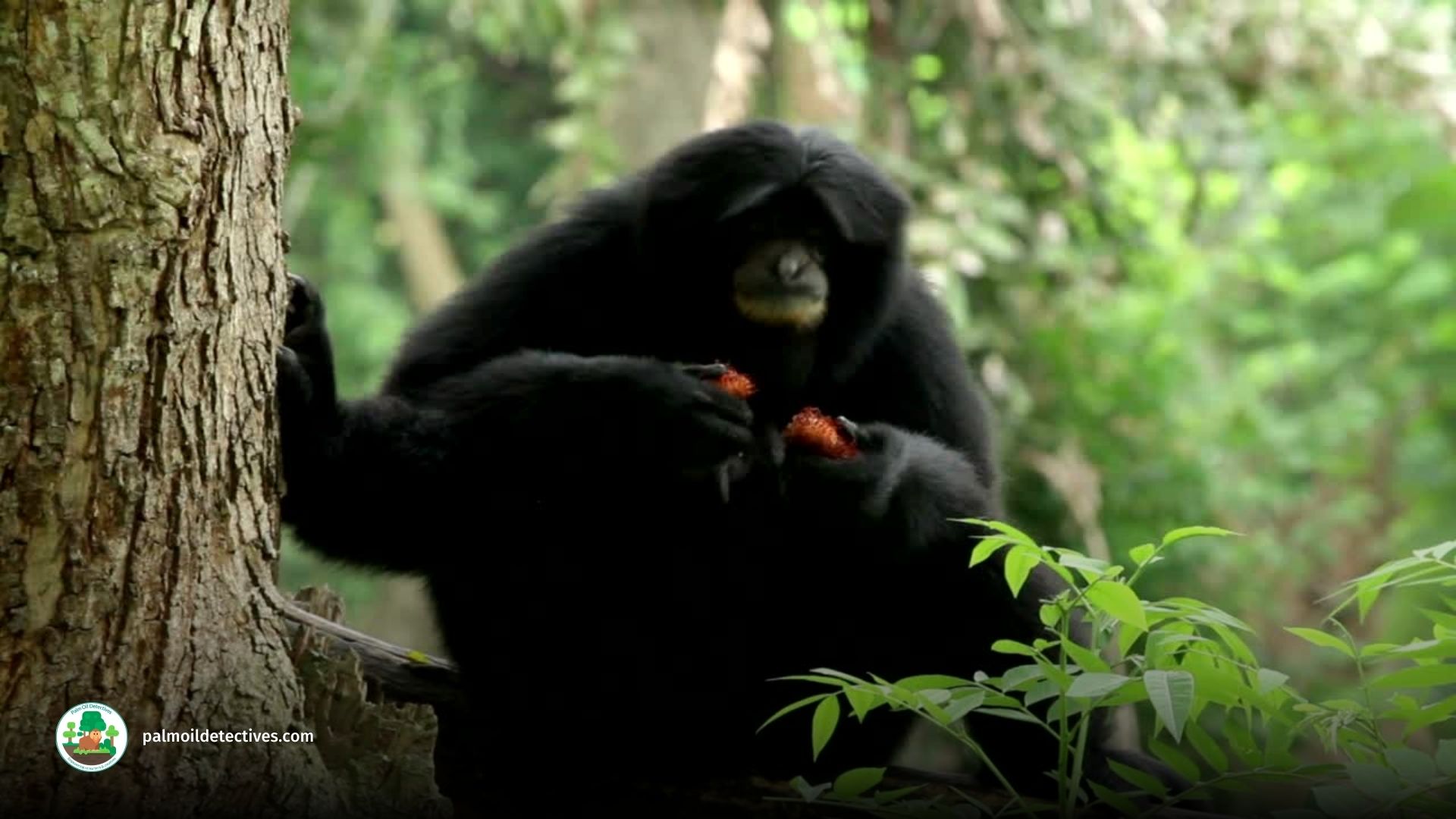 Siamang Symphalangus syndactylus - Asia 2