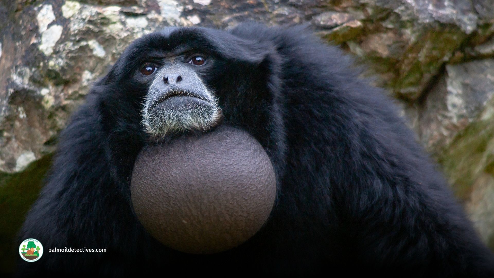 Siamang Symphalangus syndactylus - Asia 3