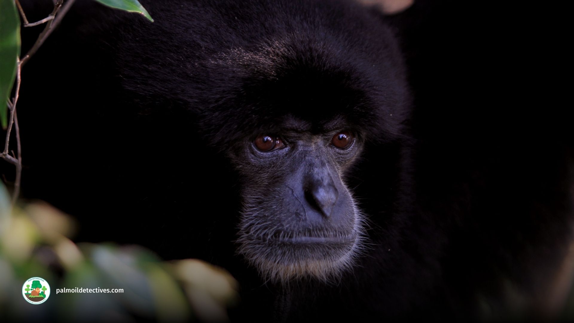 Siamang Symphalangus syndactylus - Asia 5