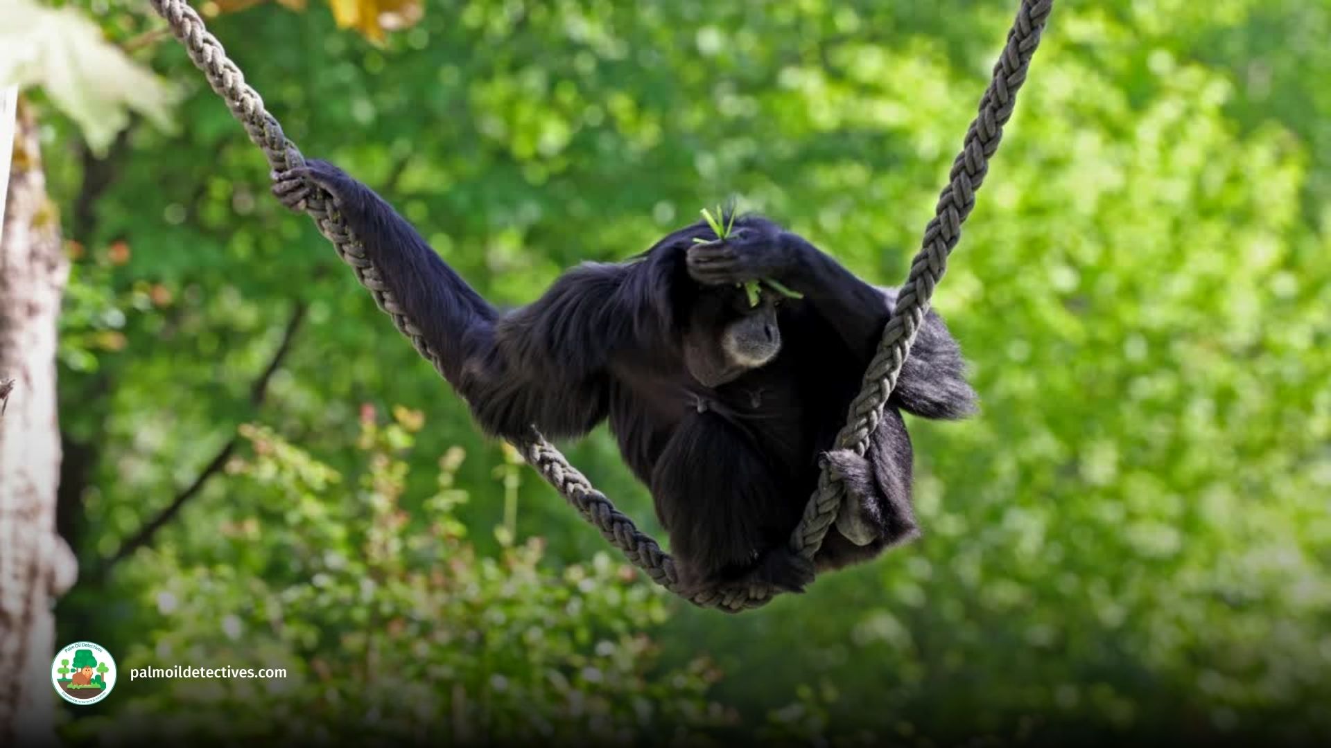 Siamang Symphalangus syndactylus - Asia 6