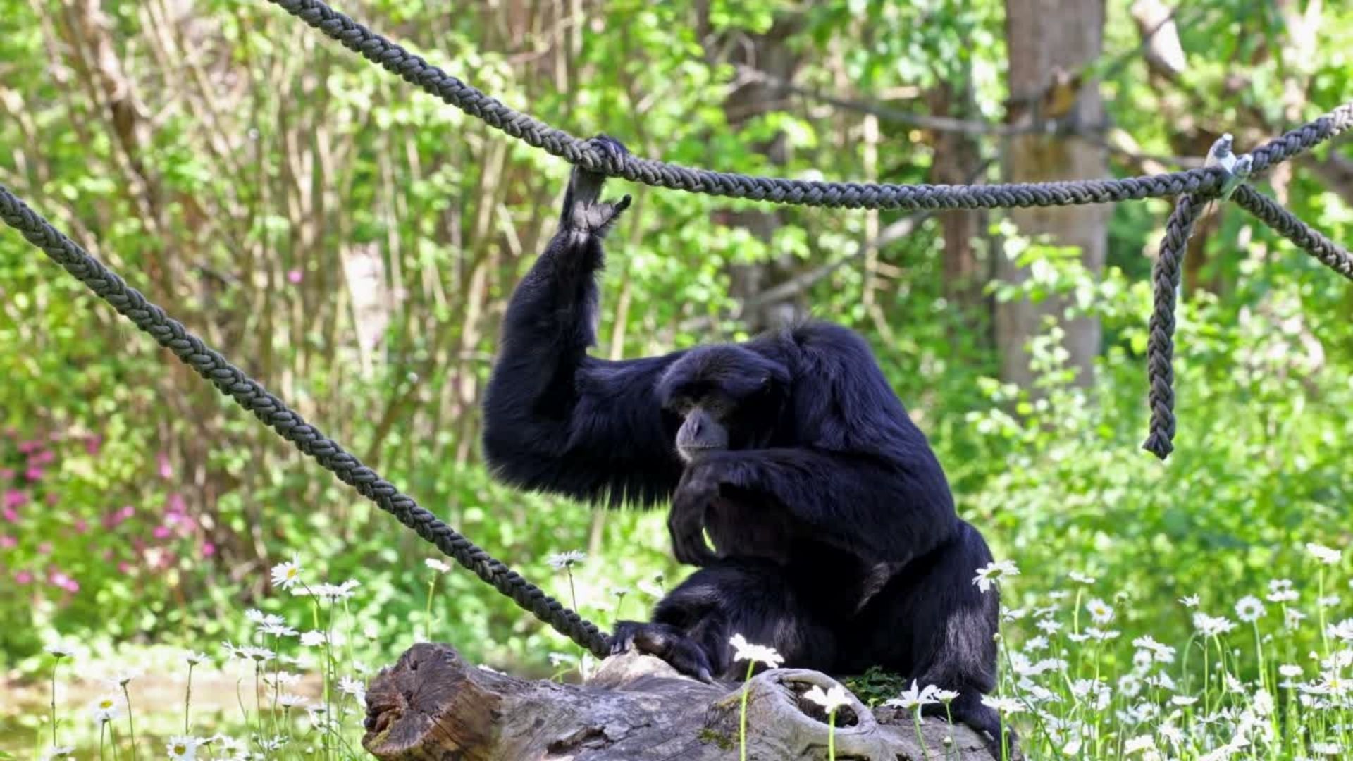 Siamang Symphalangus syndactylus - Asia 7