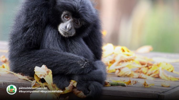 Siamang Symphalangus syndactylus