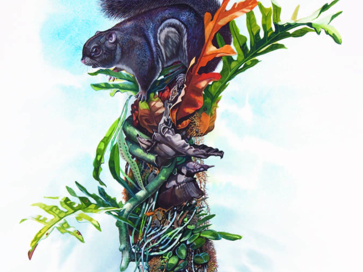 Siberut Flying Squirrel Petinomys&nbsp;lugens