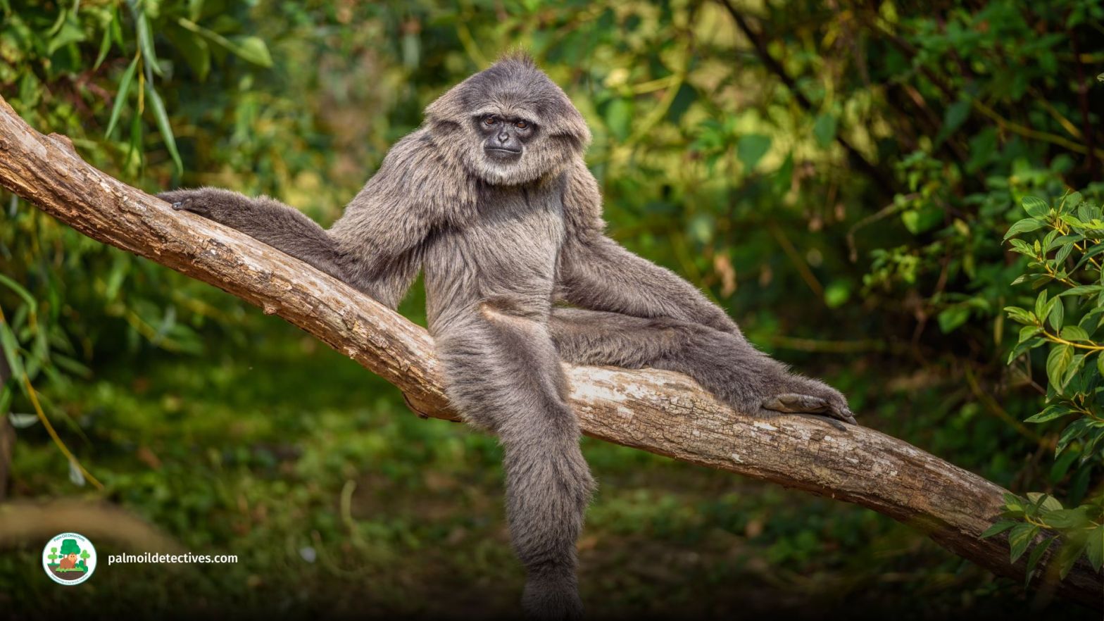 Silvery gibbon - Hylobates Moloch