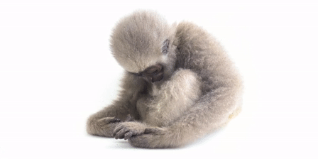 Silvery Gibbon Hylobates moloch