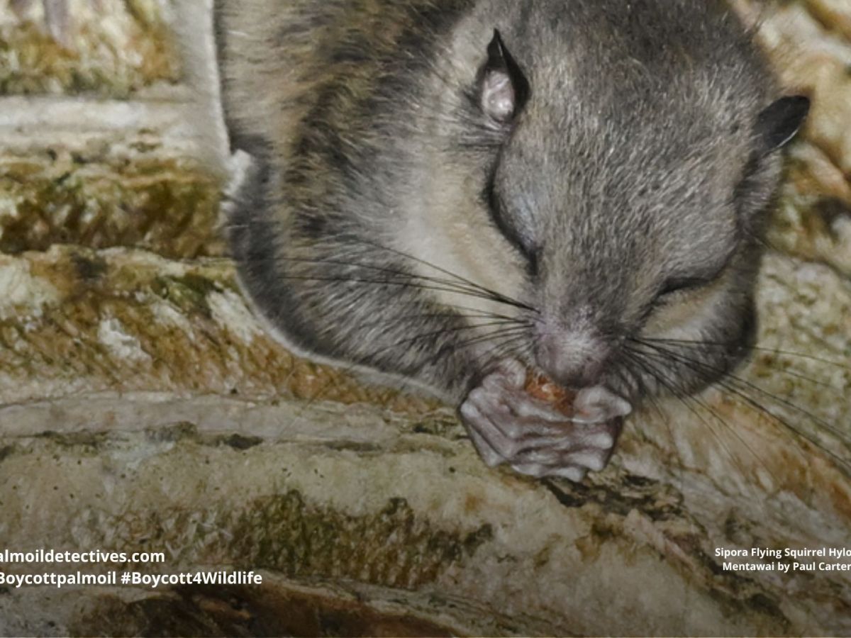 Sipora Flying Squirrel Hylopetes&nbsp;sipora