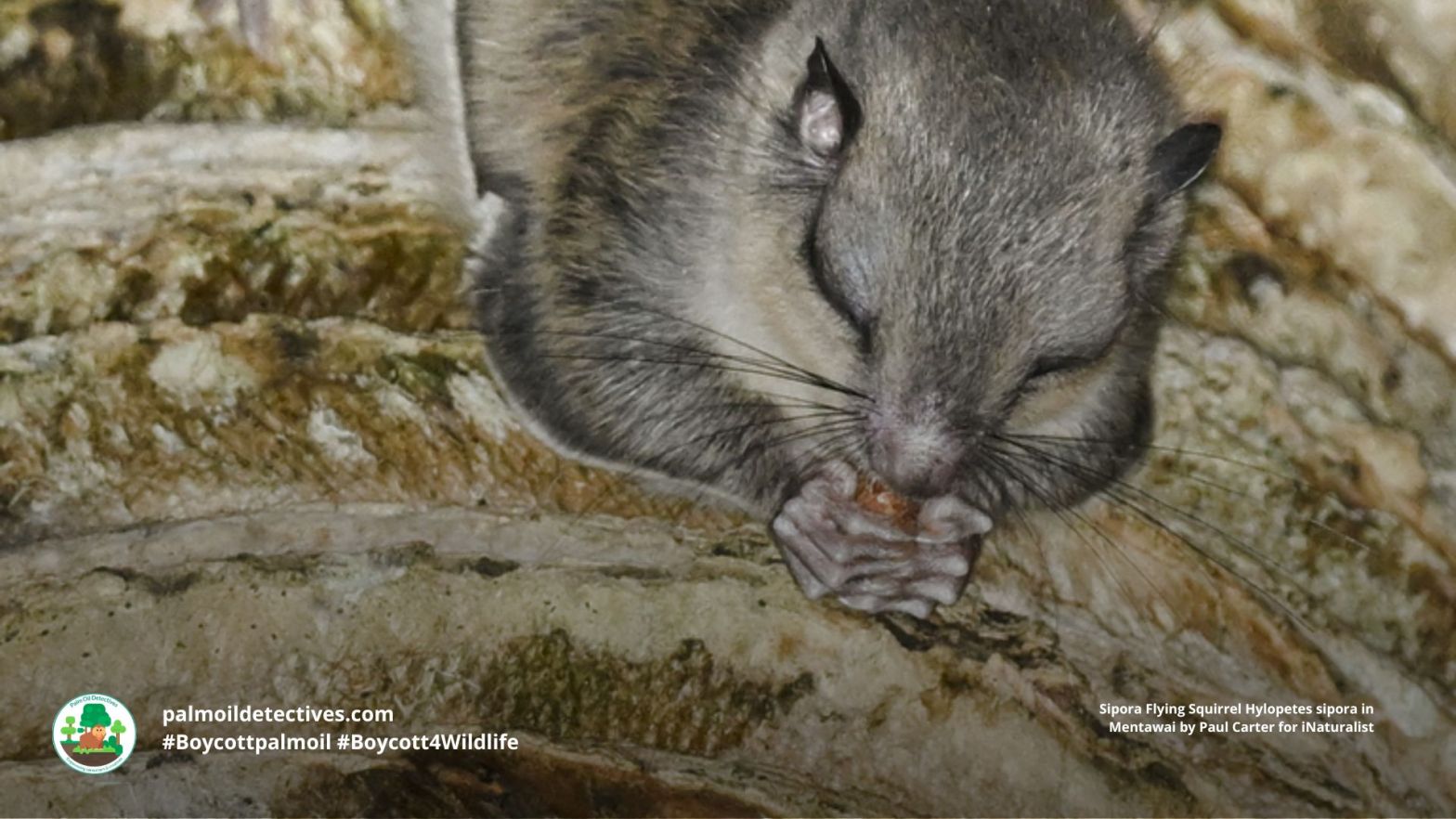 Sipora Flying Squirrel Hylopetes sipora sleepy