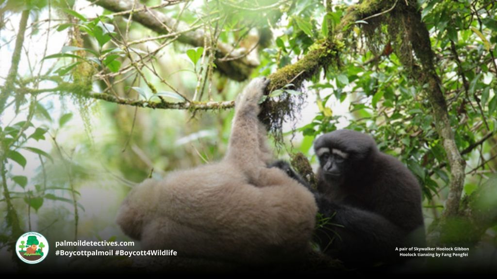 Skywalker Hoolock Gibbon Hoolock tianxing