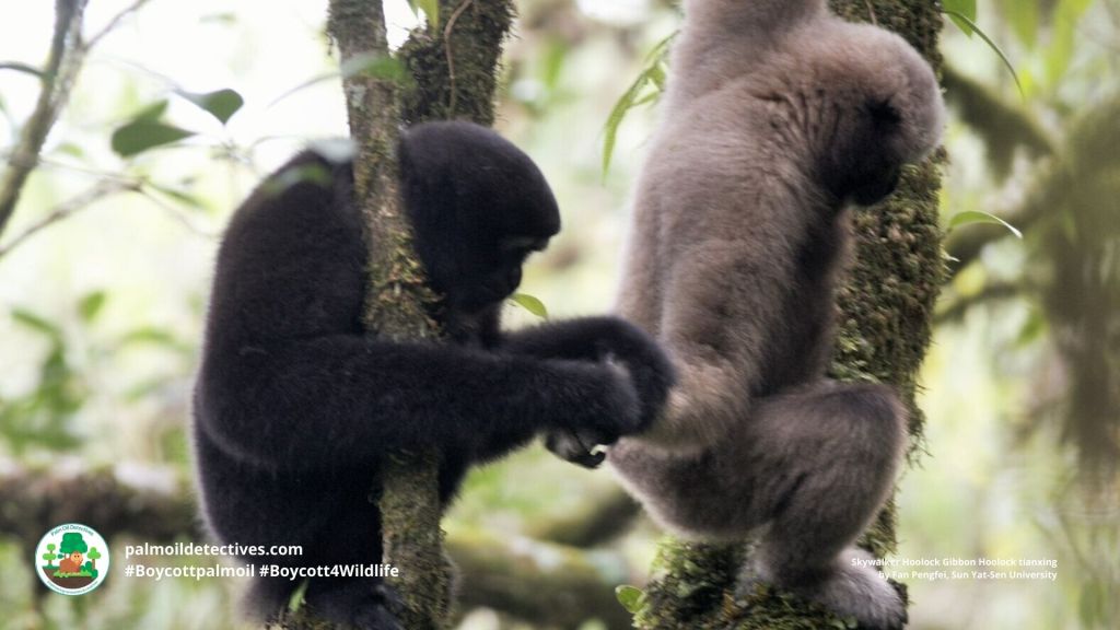 Skywalker Hoolock Gibbon Hoolock tianxing