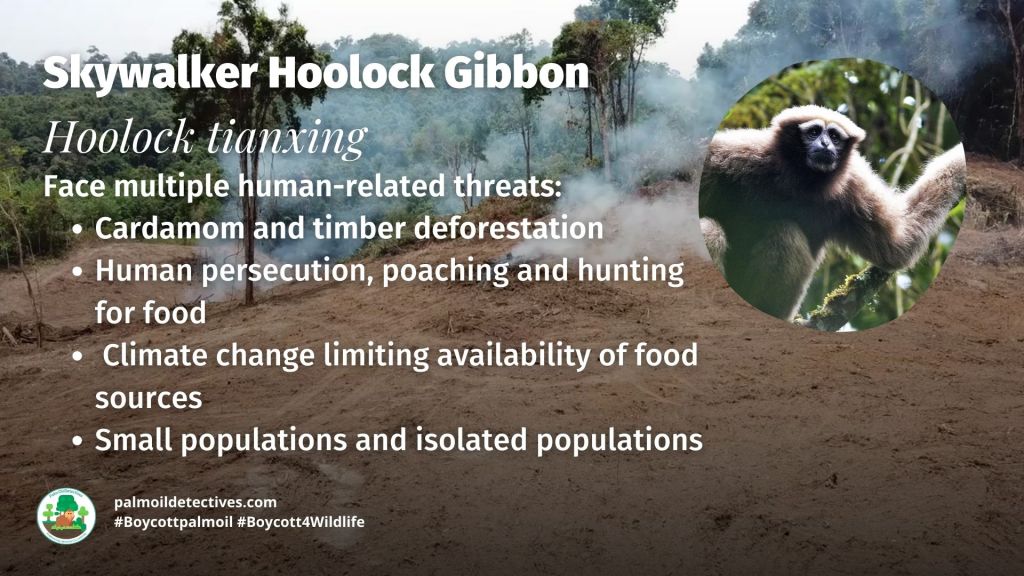 Skywalker Hoolock Gibbon Hoolock tianxing threats