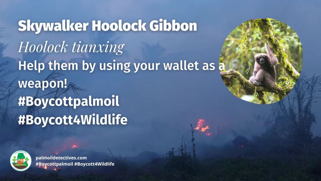 Skywalker Hoolock Gibbon Hoolock tianxing