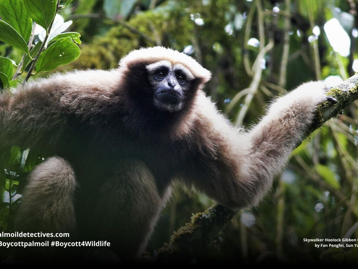 Skywalker Hoolock Gibbon Hoolock&nbsp;tianxing