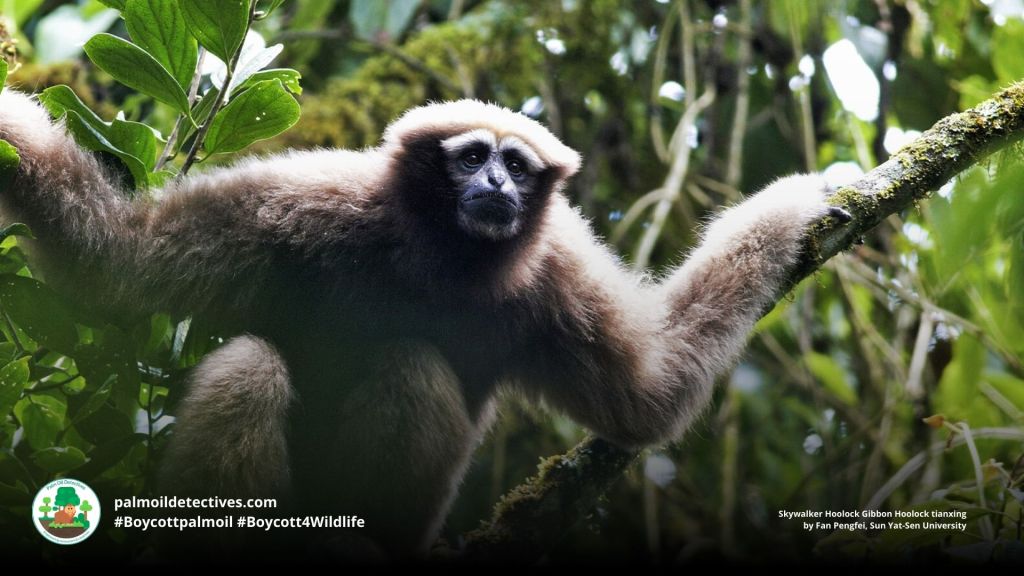 Skywalker Hoolock Gibbon Hoolock tianxing